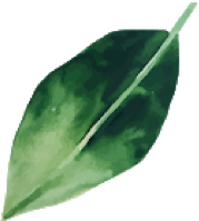 watercolour leaf